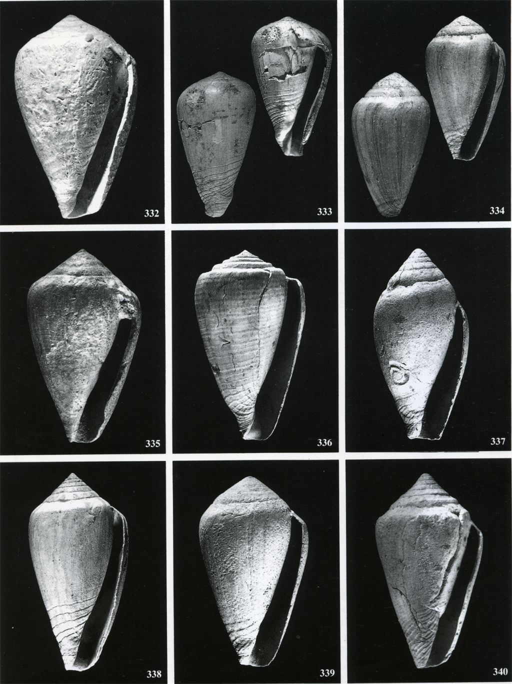 Conus da Vignola (MO)